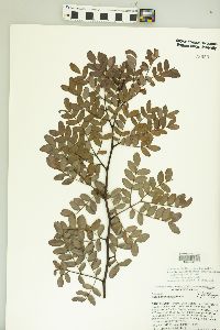 Vachellia choriophylla image