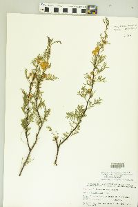 Acacia constricta image