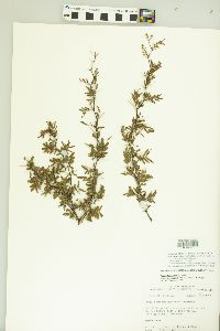Vachellia farnesiana var. pinetorum image