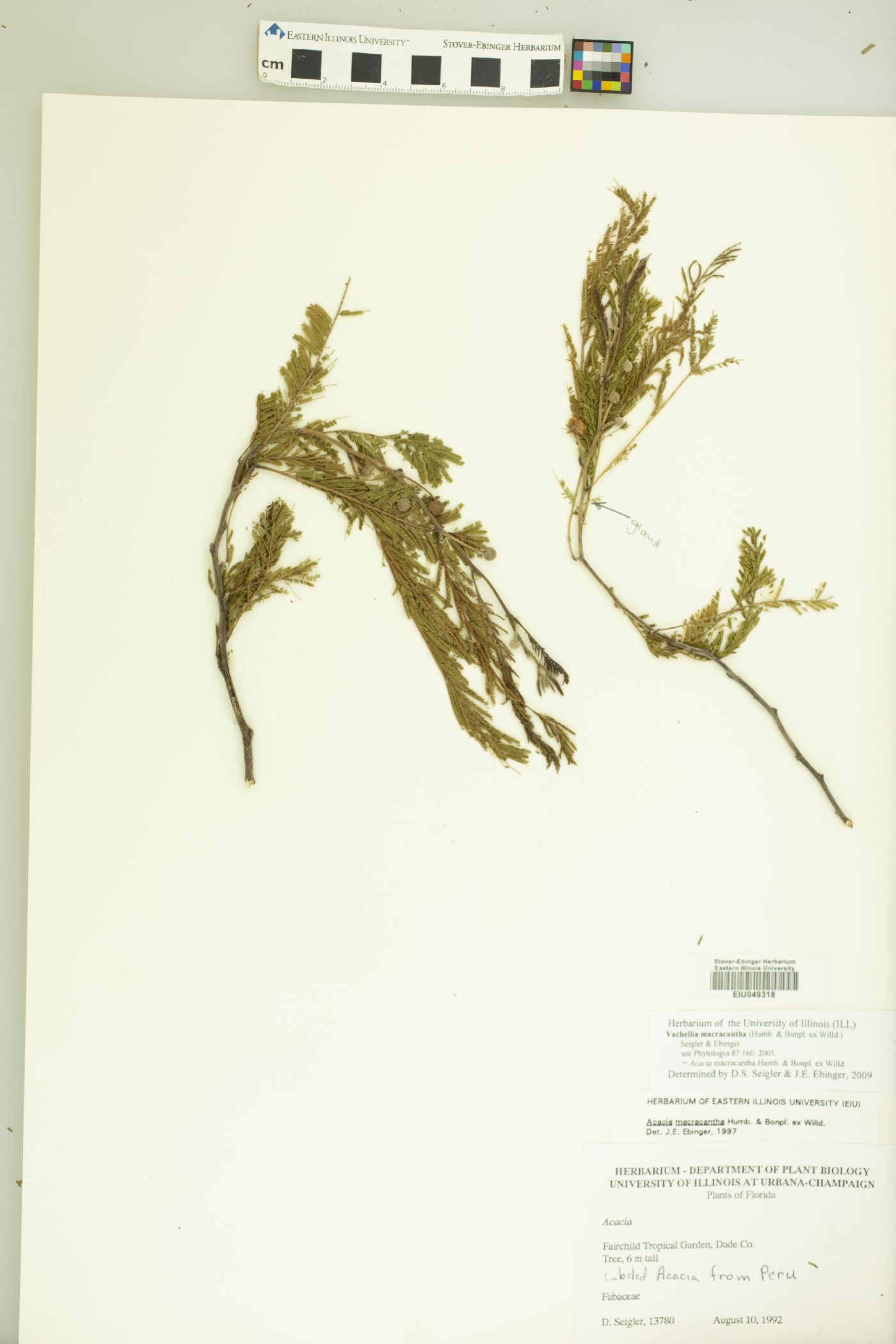 Vachellia macracantha image