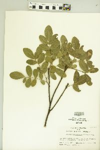 Dermatophyllum secundiflorum image