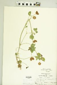 Trifolium hybridum image