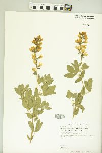 Thermopsis macrophylla var. venosa image