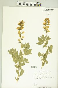 Thermopsis macrophylla image