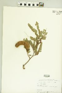 Tamarindus indica image