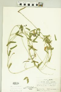 Strophostyles leiosperma image