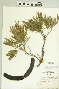 Acacia berlandieri image