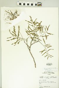 Acacia berlandieri image