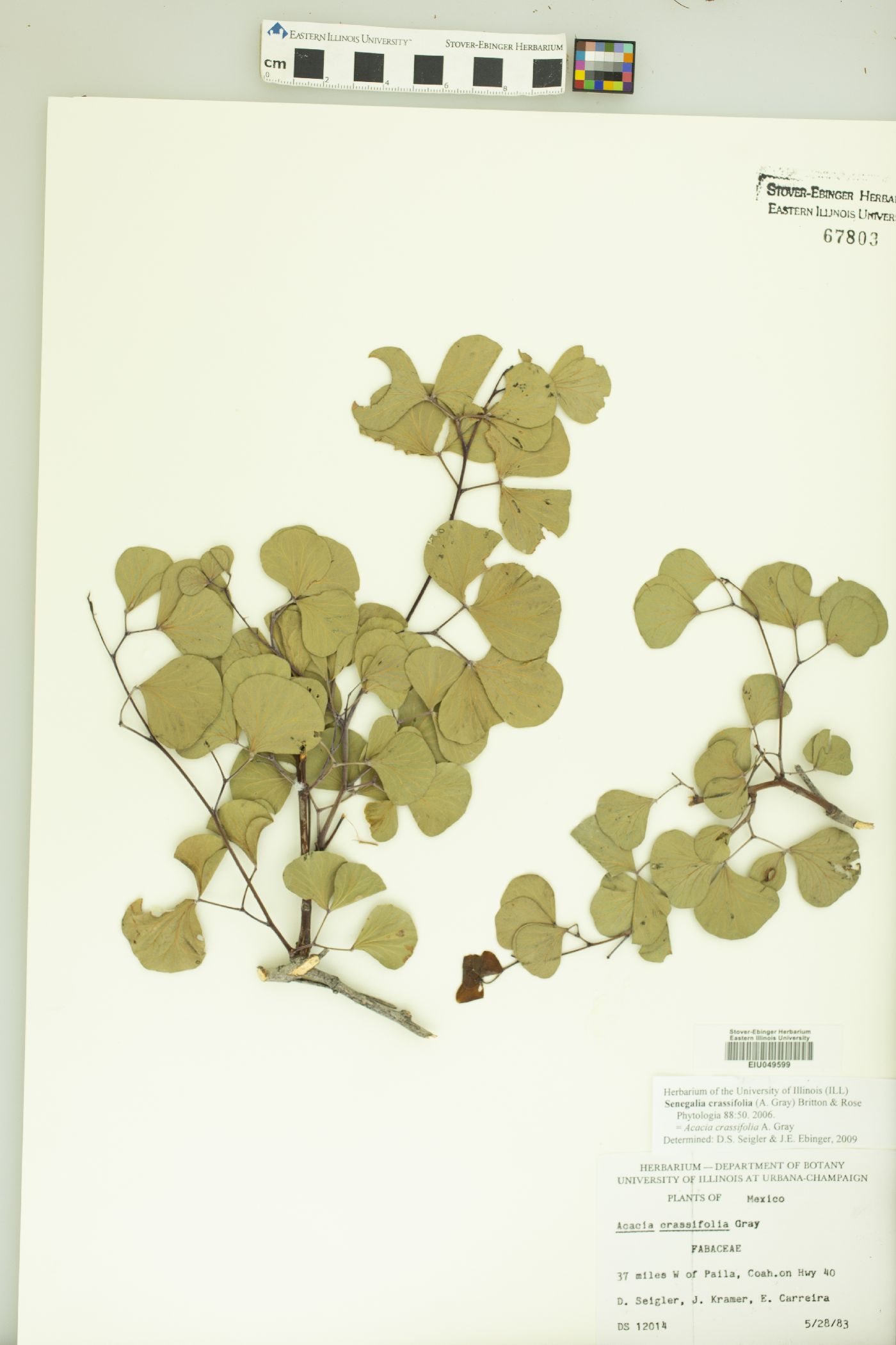 Senegalia crassifolia image