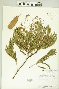 Acacia gaumeri image