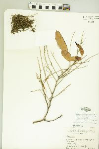 Image of Senegalia macilenta