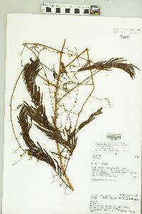 Image of Senegalia kuhlmannii