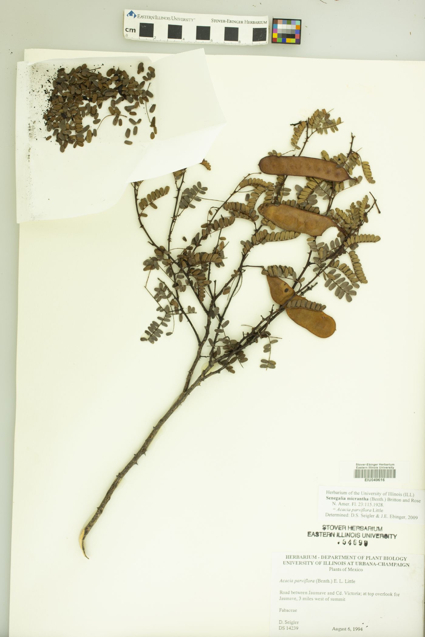 Acacia parviflora image