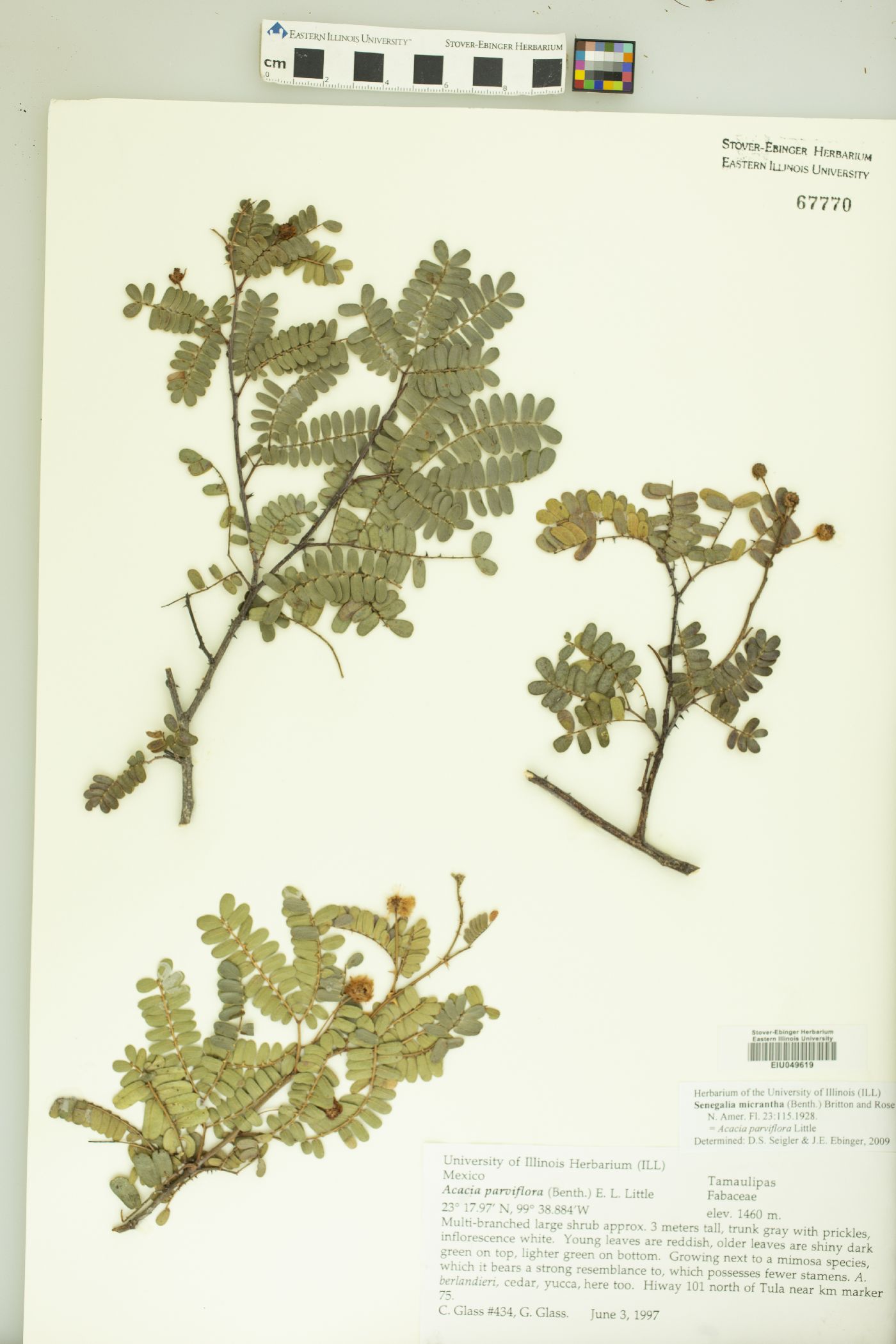 Senegalia micrantha image