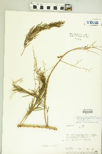 Senegalia multipinnata image