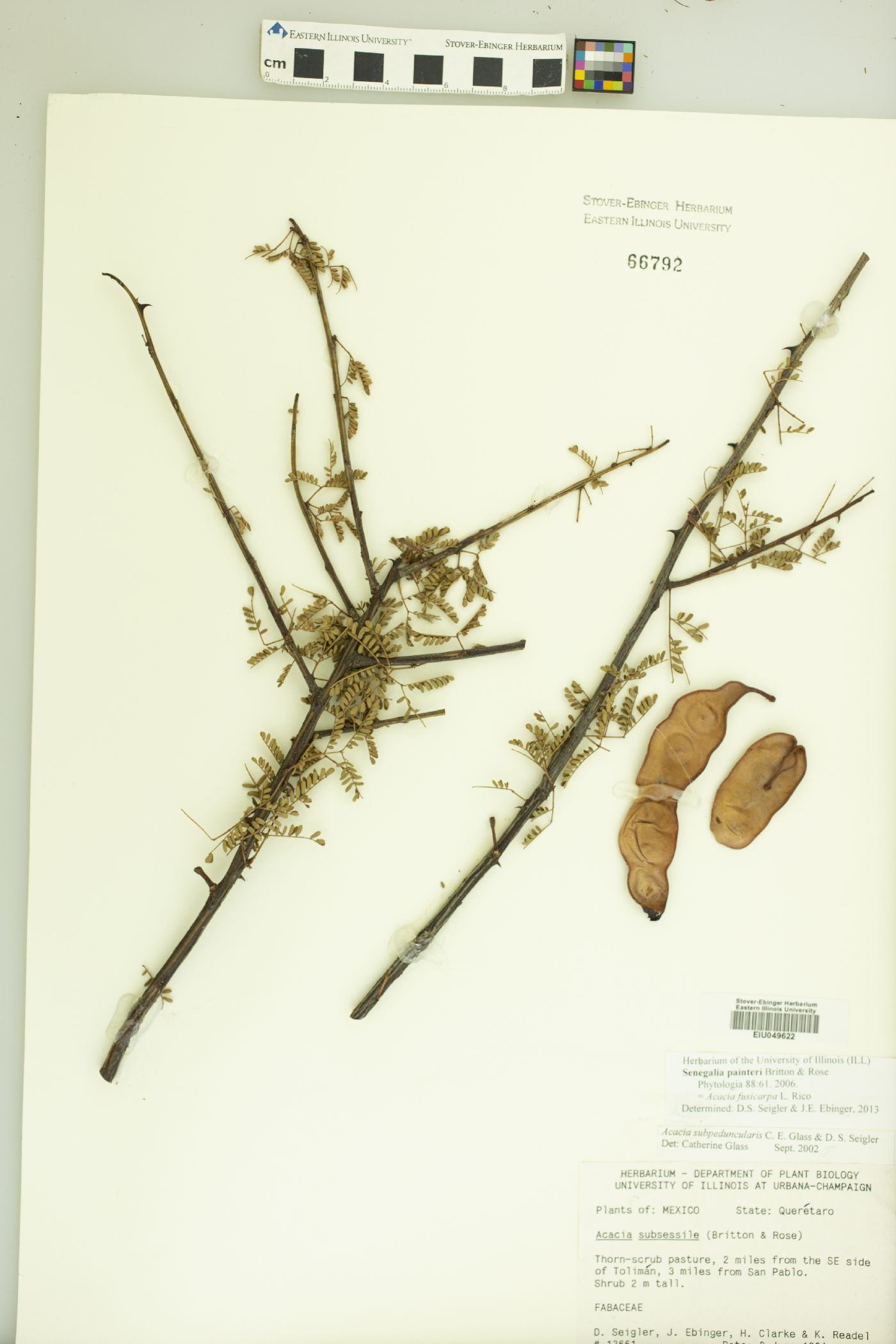 Acacia fusicarpa image