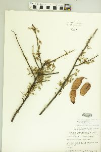 Acacia fusicarpa image