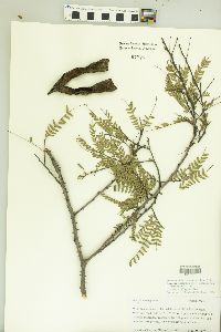 Acacia subangulata image