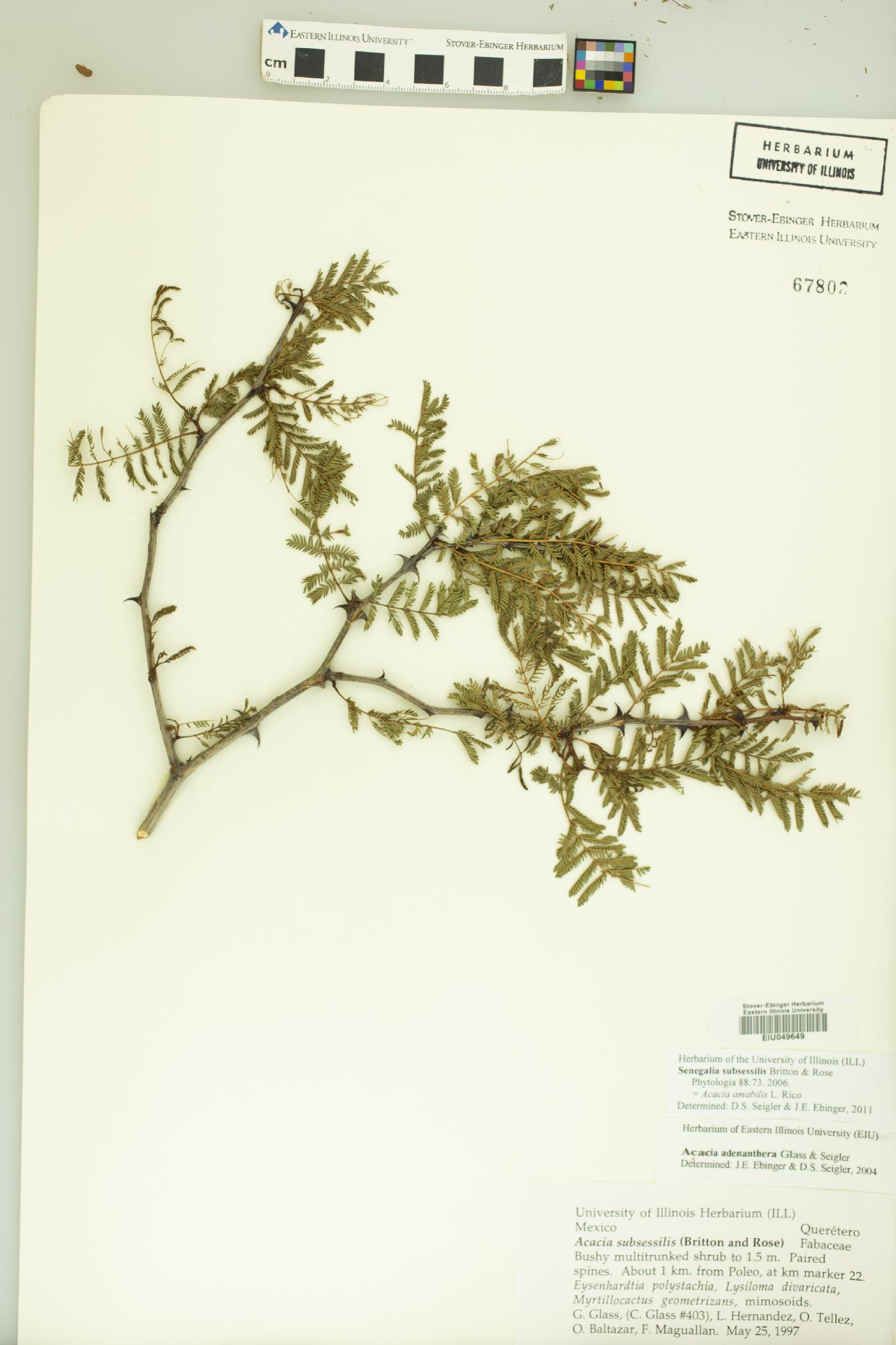 Acacia amabilis image