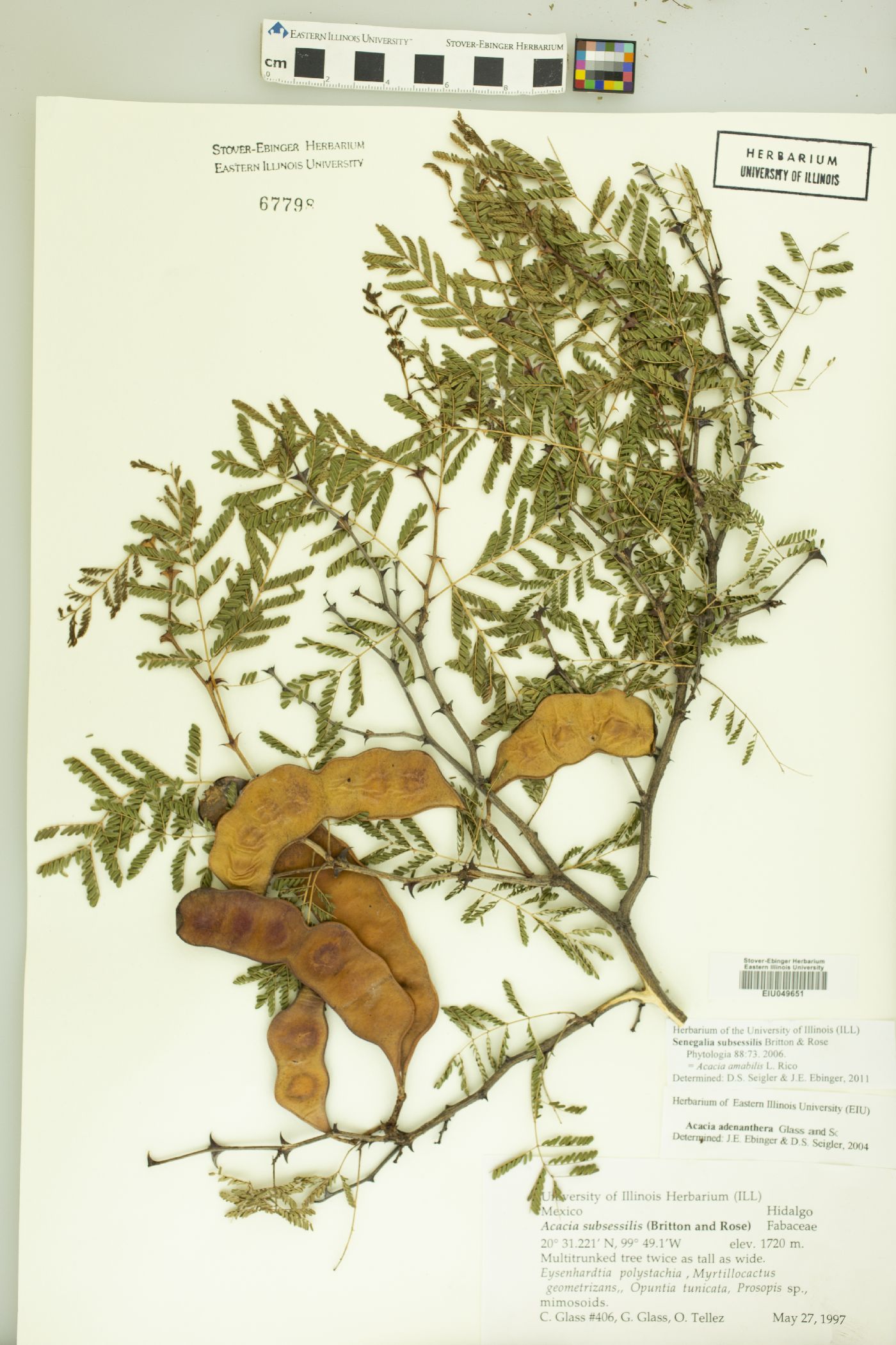 Acacia amabilis image