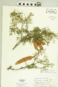 Acacia amabilis image