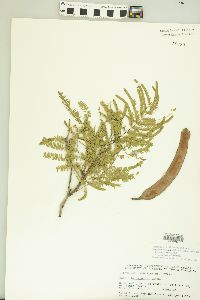 Acacia berlandieri image