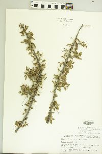 Acacia greggii image