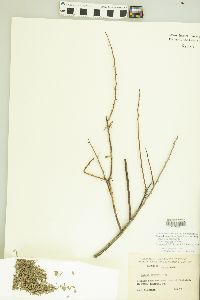 Acacia greggii image