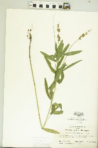 Orbexilum pedunculatum var. psoralioides image