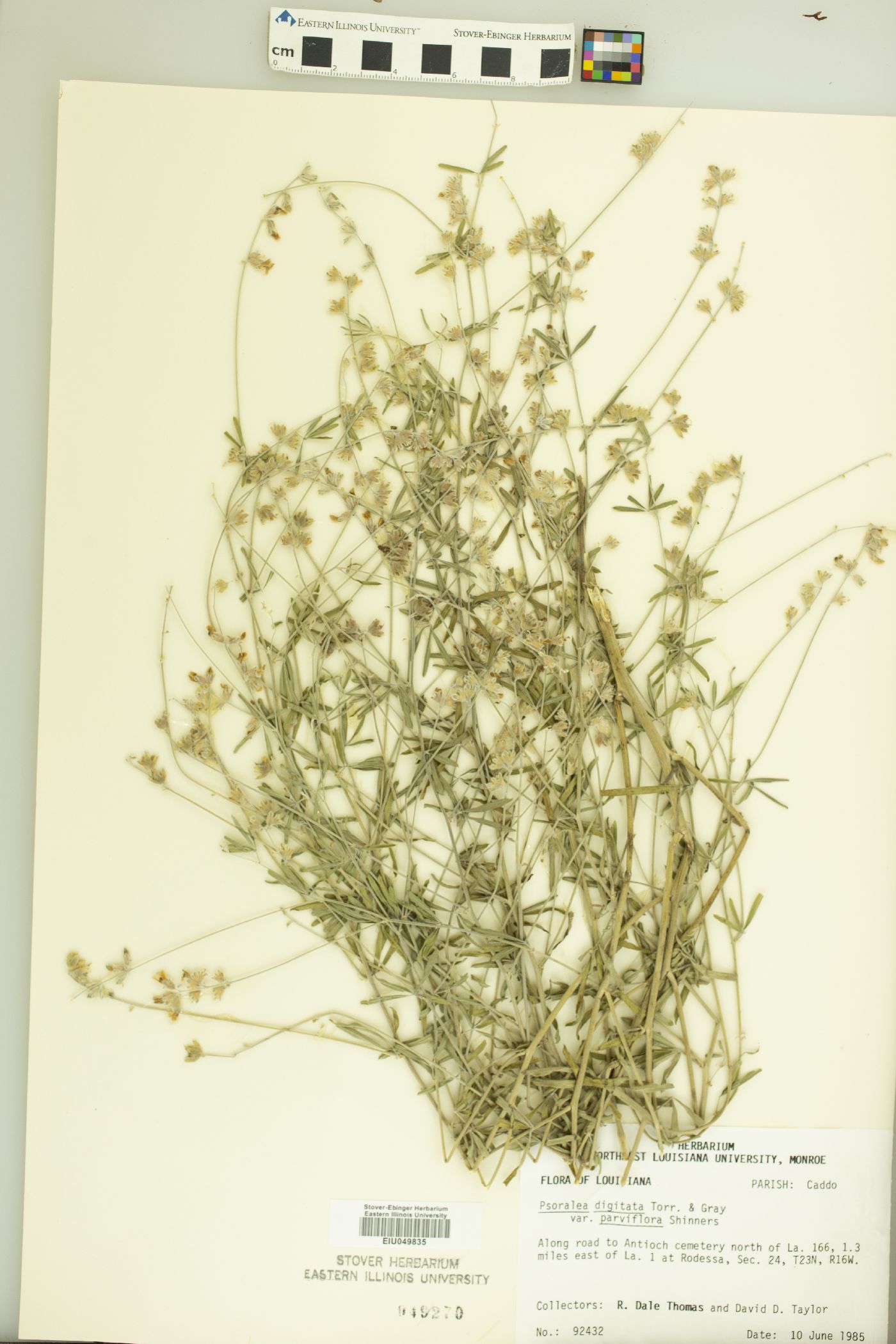 Pediomelum digitatum image