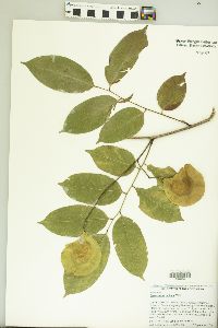 Pterocarpus indicus image