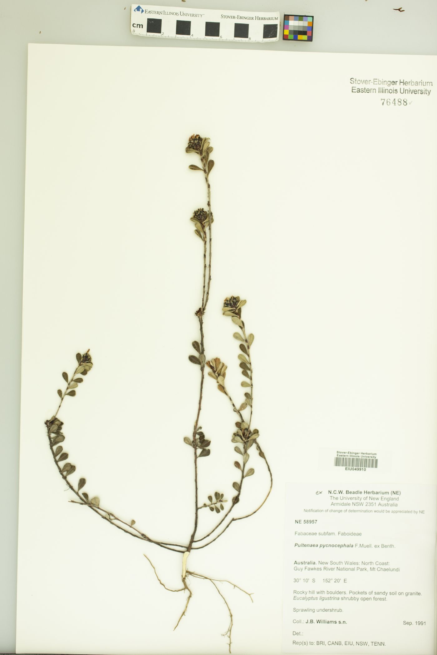 Pultenaea pycnocephala image