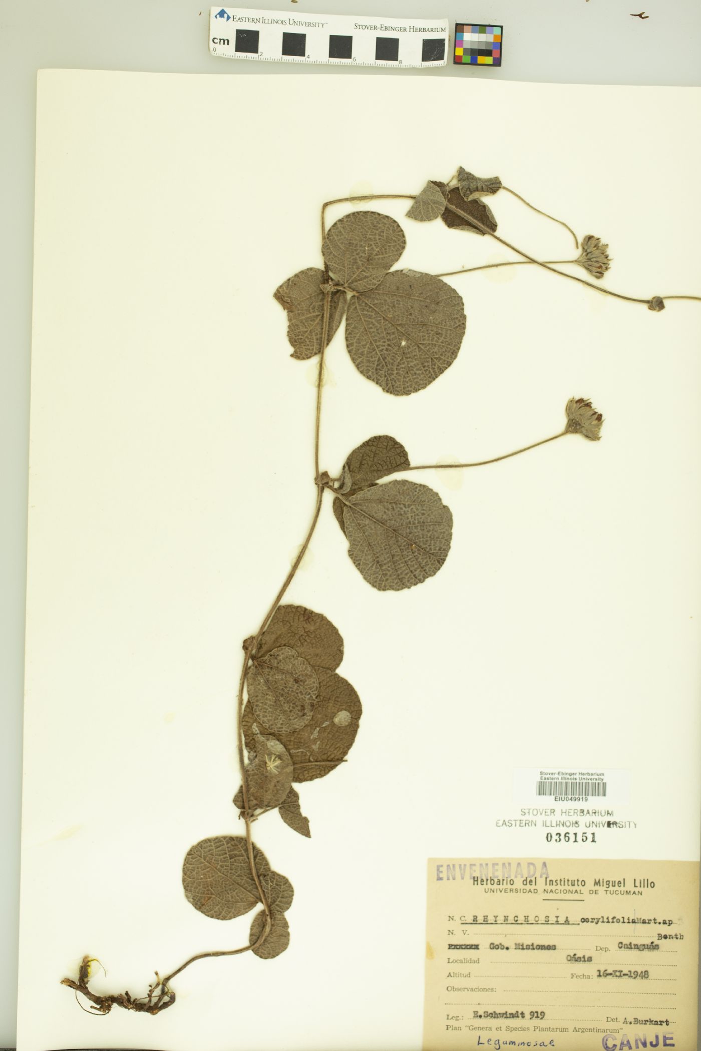 Rhynchosia corylifolia image