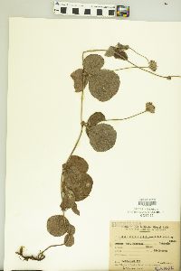 Image of Rhynchosia corylifolia