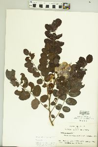 Robinia hispida image