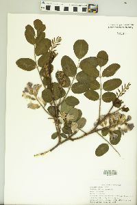 Robinia hispida image