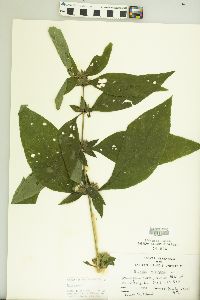 Ruellia strepens image