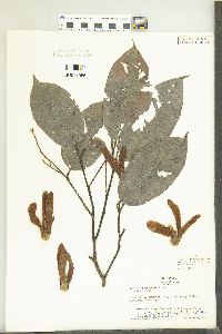 Shorea negrosensis image