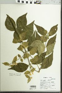 Lonicera maackii image