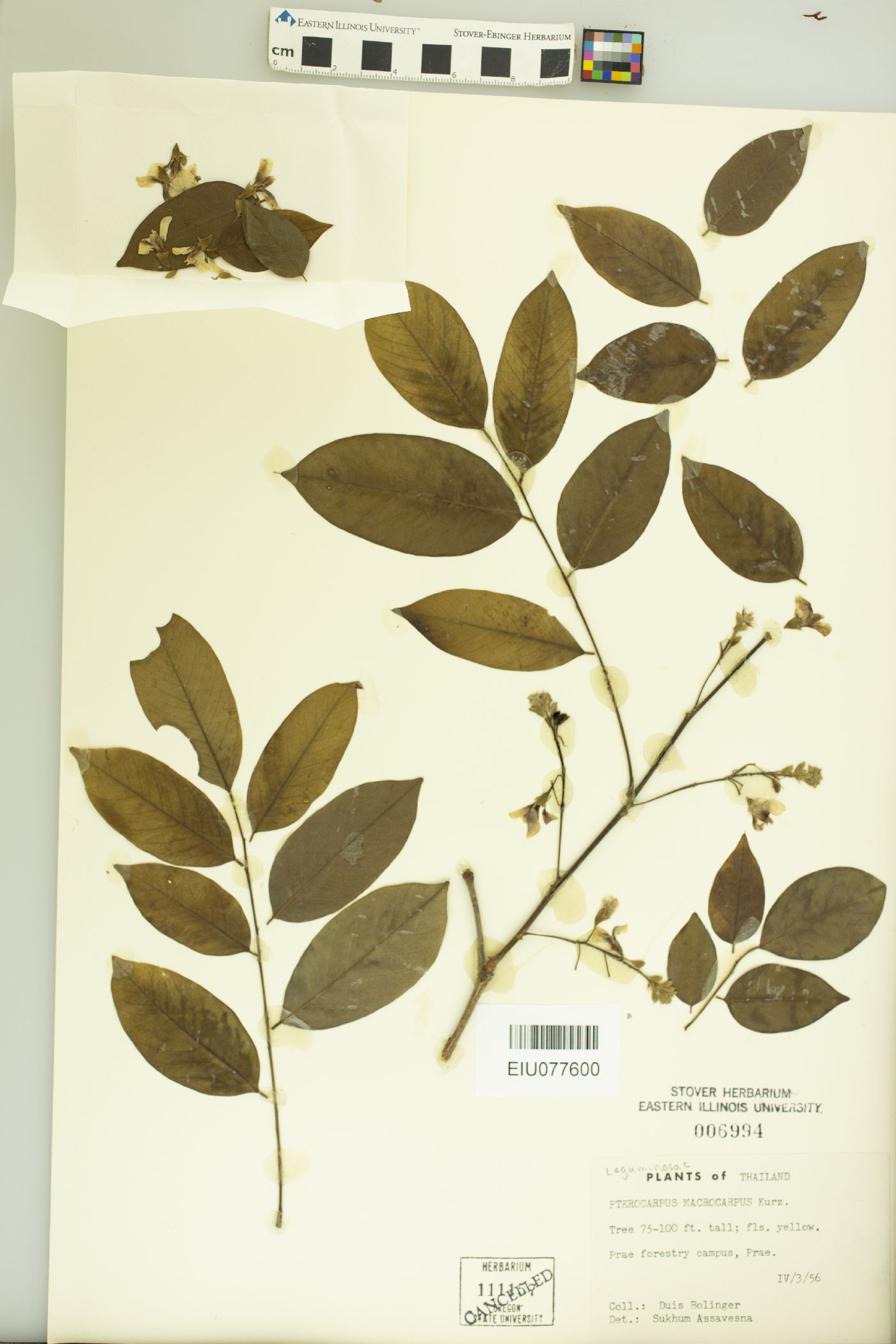 Pterocarpus macrocarpus image