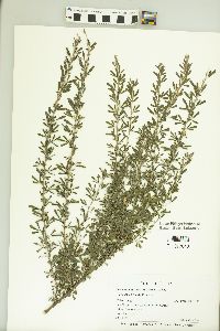 Kummerowia stipulacea image