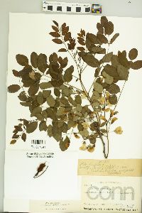 Robinia hispida image