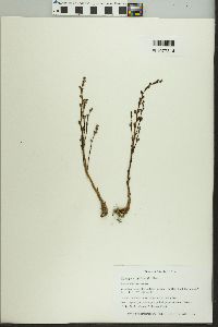 Epifagus virginiana image