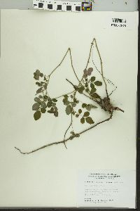 Rosa multiflora image