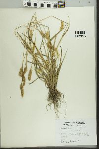 Pennisetum glaucum image