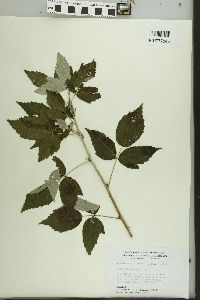 Rubus occidentalis image