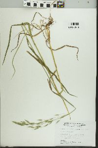 Bromus kalmii image