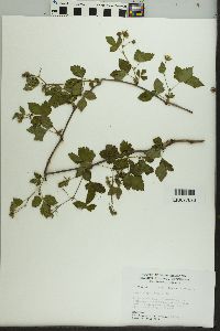 Rubus flagellaris image