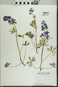 Delphinium tricorne image