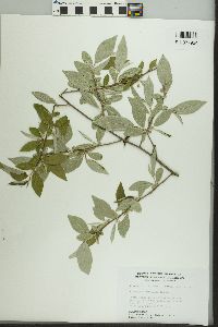 Elaeagnus umbellata image